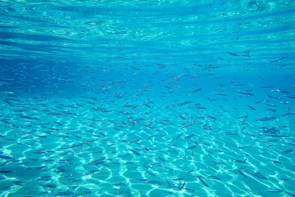 Escuela Peces Bajo Agua — Foto de Stock