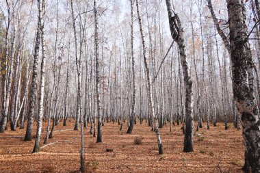 Güzel sonbahar huş ağacı ormanı