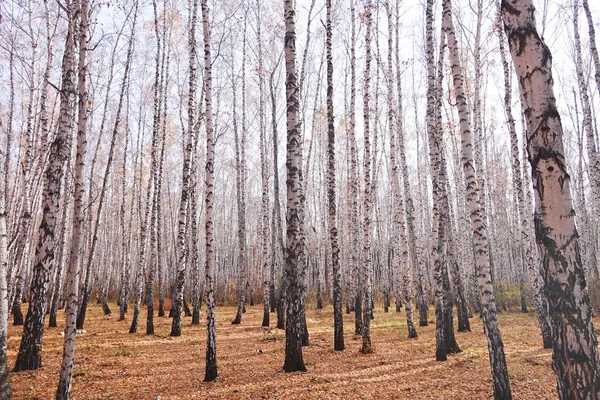 Όμορφο Δάσος Σημύδας Φθινόπωρο — Φωτογραφία Αρχείου