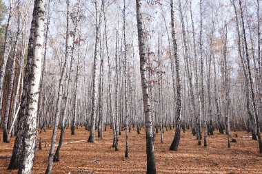 Güzel sonbahar huş ağacı ormanı
