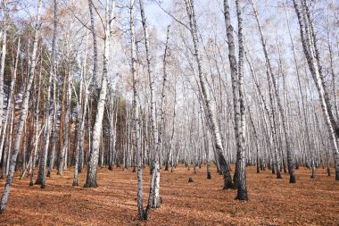 Güzel sonbahar orman karışık