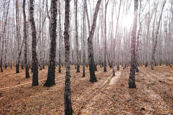 Güzel sonbahar huş ağacı ormanı