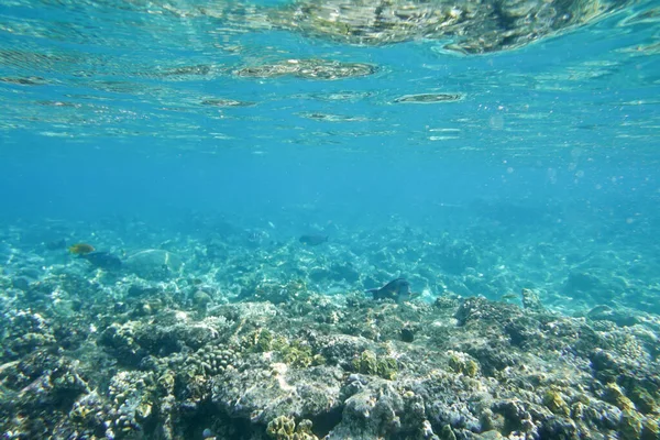 Víz Alatti Világ Korallzátonyok — Stock Fotó