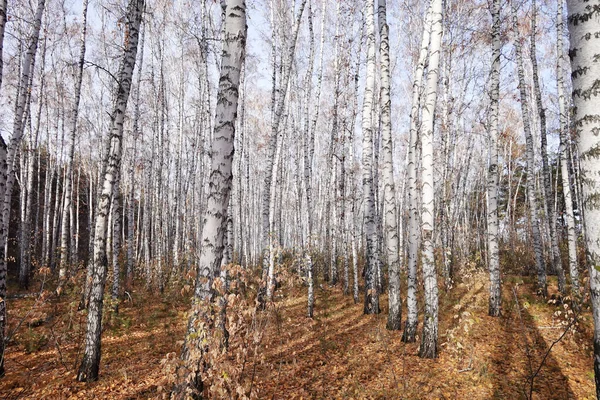 Güzel Sonbahar Huş Ağacı Ormanı — Stok fotoğraf