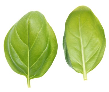 Fesleğen yaprakları beyaz arkaplanda izole