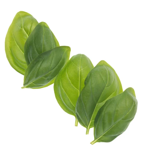 Row Basil Leaves Isolated White Background — Foto Stock