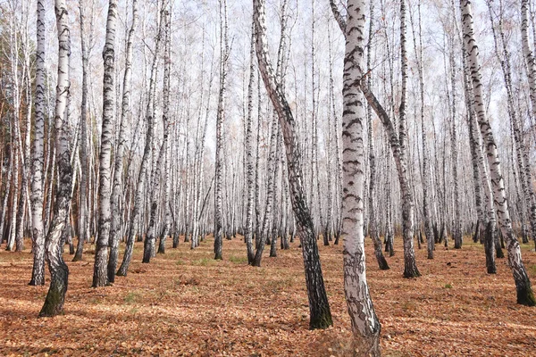 Vackra Höst Blandskog — Stockfoto