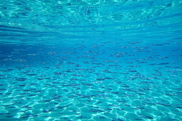 Escuela Peces Bajo Agua —  Fotos de Stock