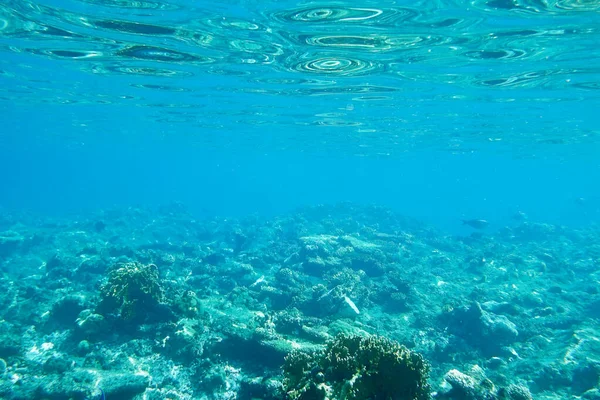 Sualtı dünya mercan ile