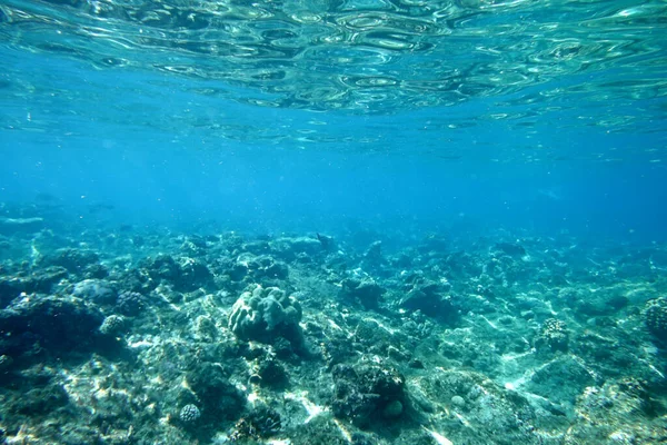 サンゴ礁の水中世界 — ストック写真