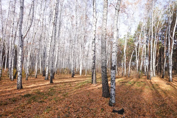 Belle Forêt Mixte Automne — Photo