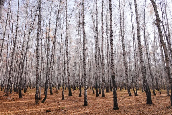 Prachtig Herfstberkenbos — Stockfoto