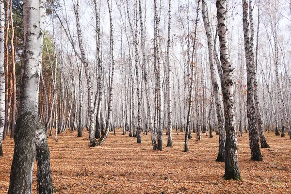 Schöner Herbst Mischwald — Stockfoto