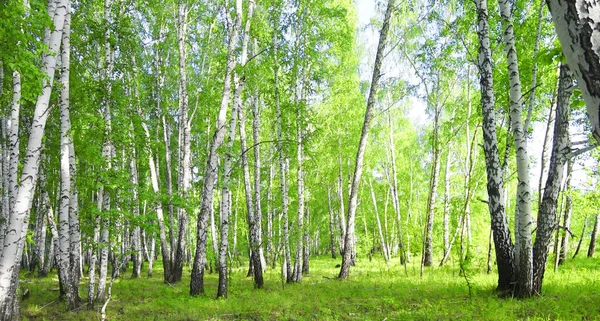 Summer Birch Trees Forest Landscape — Stock Photo, Image