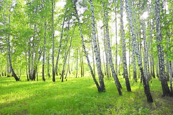 Yaz huş ağaçları, orman manzarası