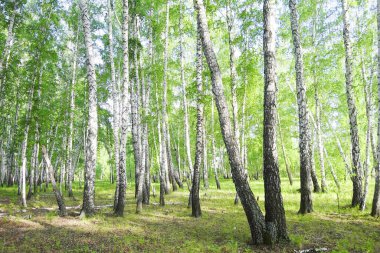 Yaz huş ağaçları, orman manzarası