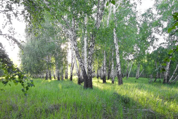 Letní Březový Les Sluncem — Stock fotografie