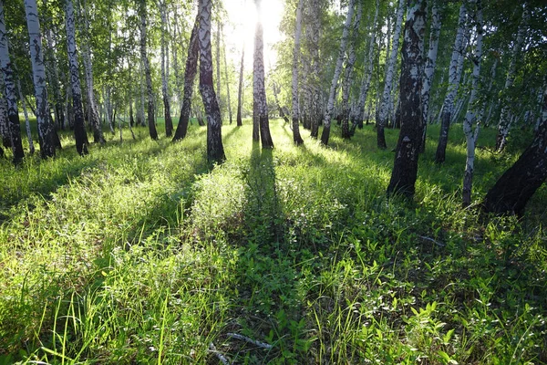 Magic birch forest with sun