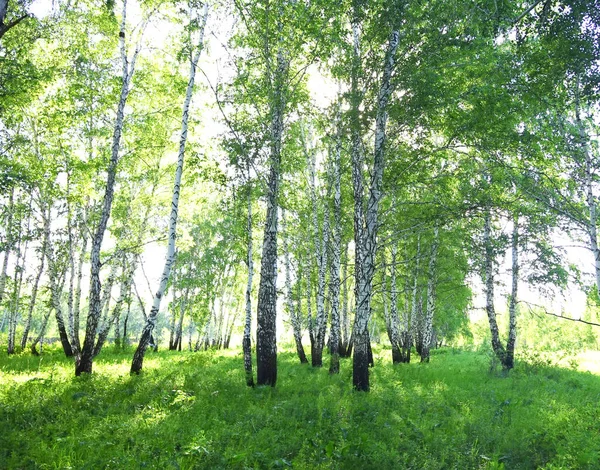 Bosque Abedul Verano Con Sol — Foto de Stock