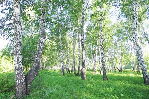 Summer Birch Forest Background — Fotografia de Stock