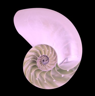 Nautilus kabuğu