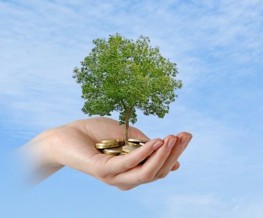 palmiye ağacı dar kazık sikke ile