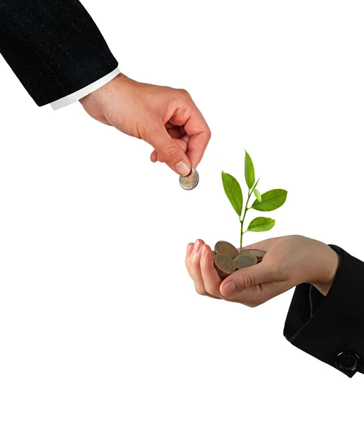 Citrus sapling growing from pile of coins — Stock Photo, Image