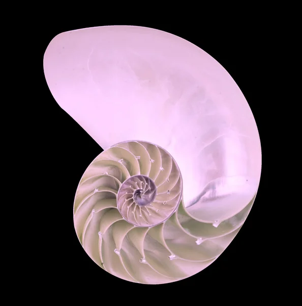 Nautilus-Schale — Stockfoto