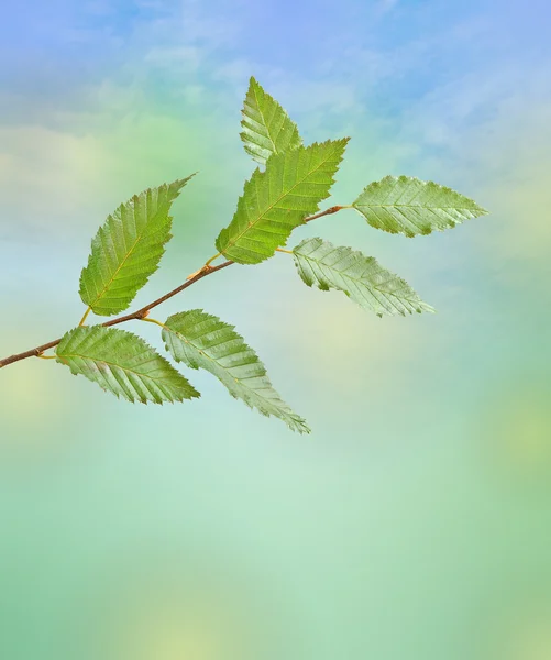 Close up of branch — Stock Photo, Image