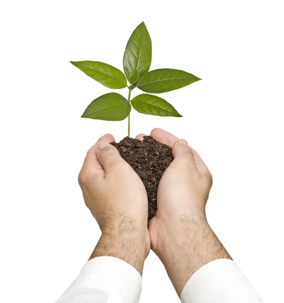 Sapling in hands — Stock Photo, Image