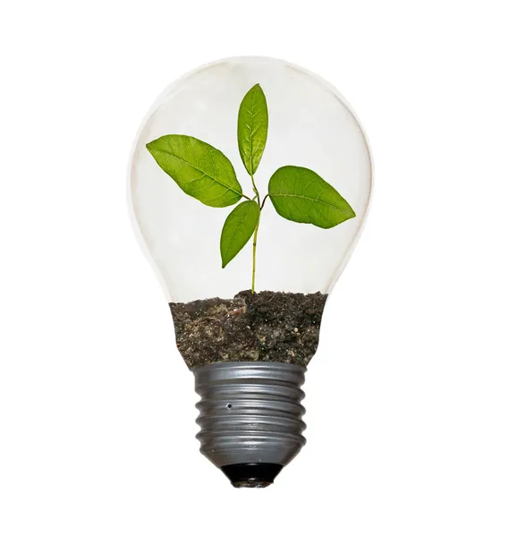 Planta i lamp — Stockfoto