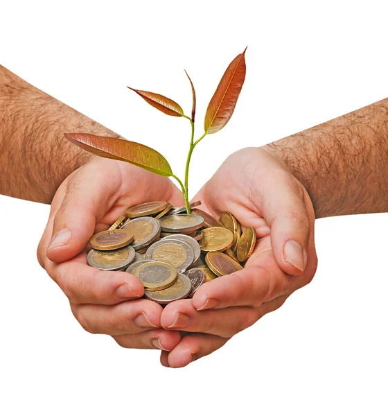 Palms with a tree growng from pile of coins — Stock Photo, Image