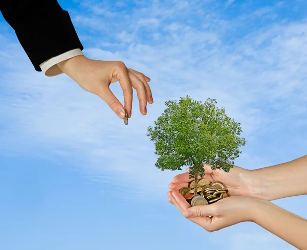 Palms with a tree growng from pile of coins — Stock Photo, Image