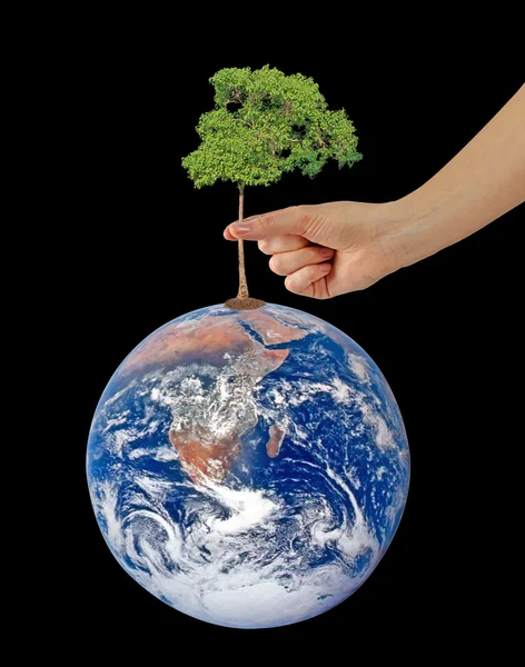 Tree on Earth as a symbol of peace.Elements of this image furnis — Stock Photo, Image