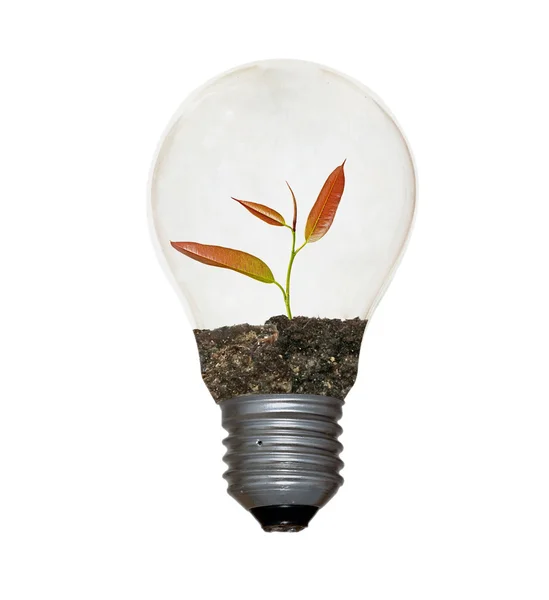 Arbustos en la lámpara — Foto de Stock