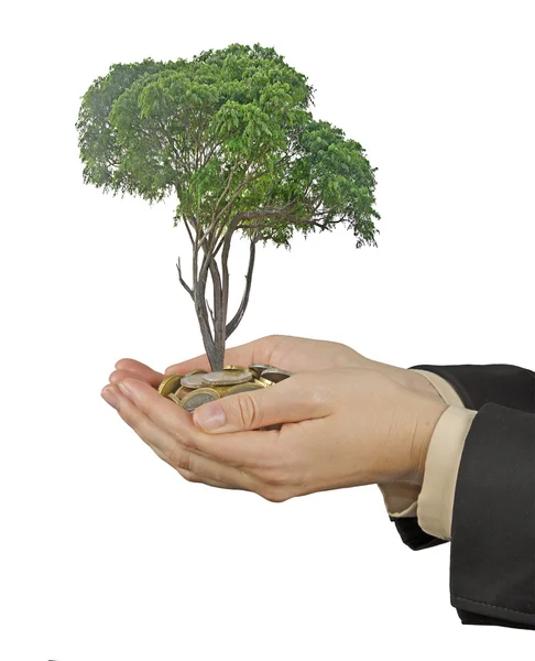 Palmeras con un árbol cultivado a partir de un montón de monedas —  Fotos de Stock