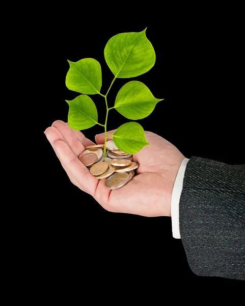 Sapling growing from coins — Stock Photo, Image