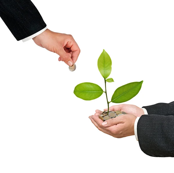 Tree growing from pile of coins — Stock Photo, Image