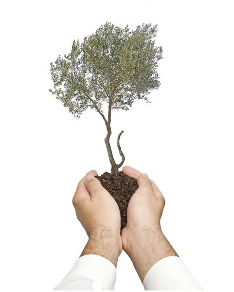 Olive tree in hands as a gift — Stock Photo, Image