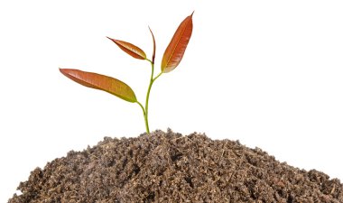 topraktan büyüyen fidan