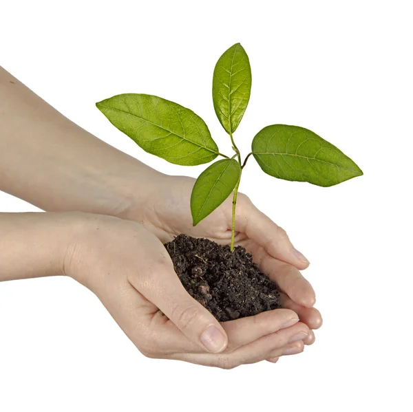 Sapling growing from soil — Stock Photo, Image