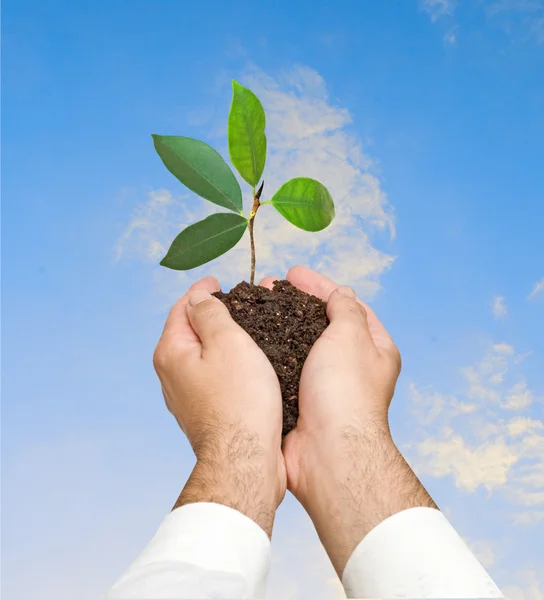 Sapling growing from soil — Stock Photo, Image