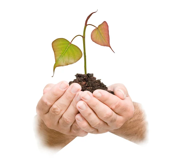 Sapling growing from soil — Stock Photo, Image