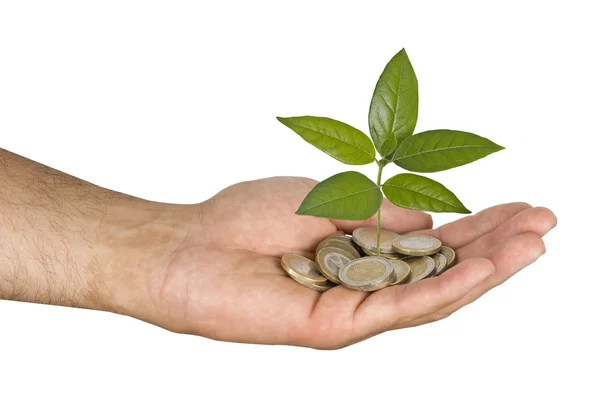 Palms with a tree growng from pile of coins — Stock Photo, Image