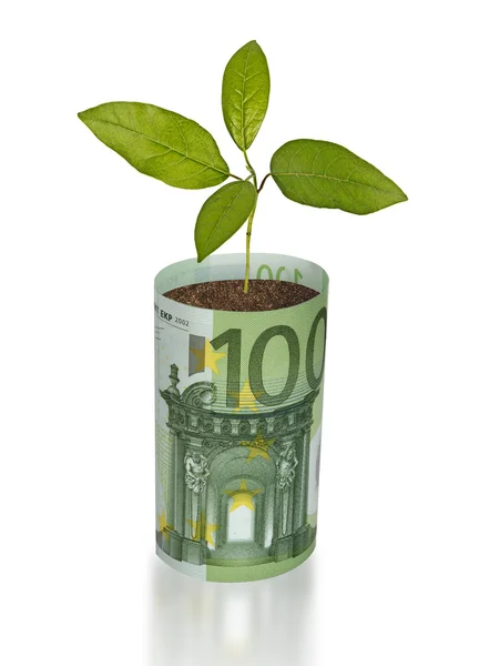 Sapling crescente a partir da factura do euro — Fotografia de Stock