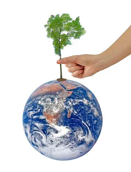 Tree on Earth as a symbol of peace.Elements of this image furnis — Stock Photo, Image