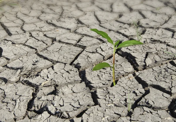 Plant groeit van arid land — Stockfoto