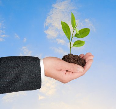 ağaç sikke yığını gelişen