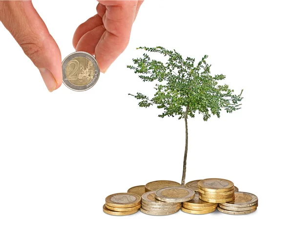 Growng δέντρο από σωρό κέρματα — Φωτογραφία Αρχείου