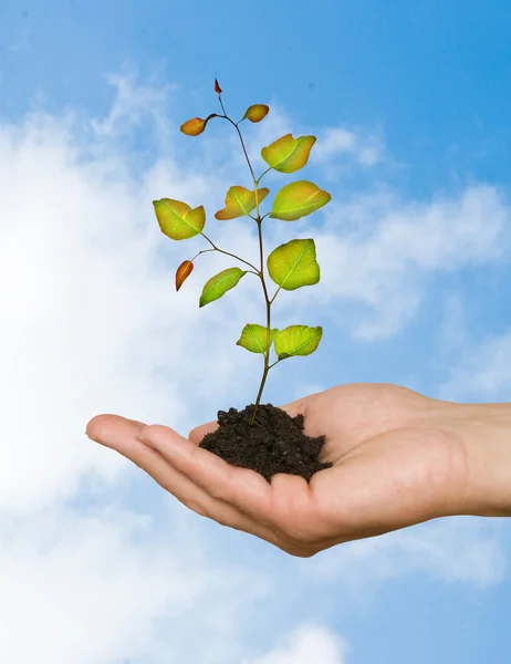 Sapling in hand — Stock Photo, Image